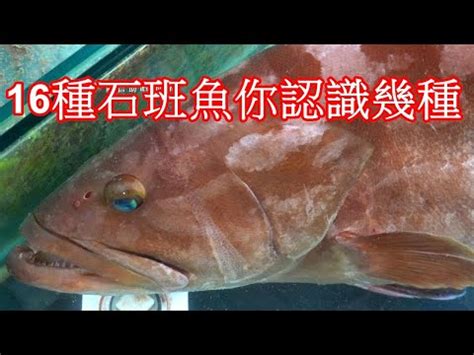 黑條魚